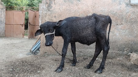 પાડી વેચવાની છે