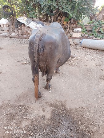 ભેંસ વેચવાની છે