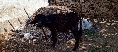 પાડી વેસવાની છે