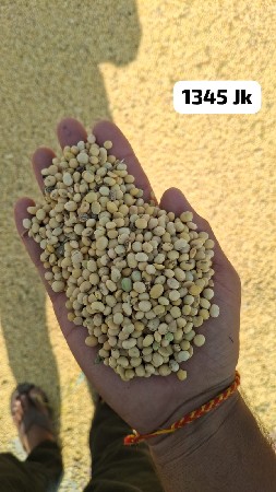 માંડવી નો ભૂકો વેચાવ છે