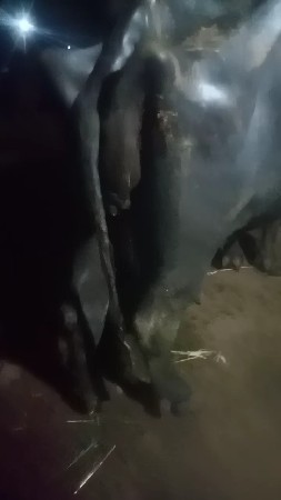 ભેંસ વેચવાની છે