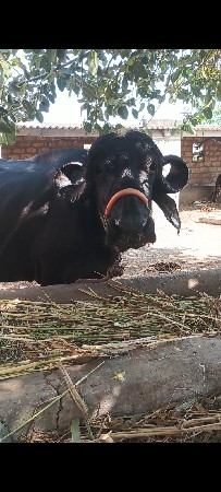 ભેંસ વેચવાની છે
