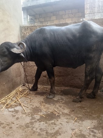 ભેંસ વેચવાની છે