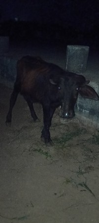 પોરબંદર જિલ્લો પાડી છે આ તમે પાડો