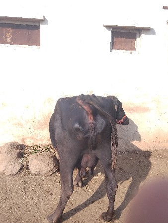 ભેંસ વેચવાની છે 
સાવ સોજી છે