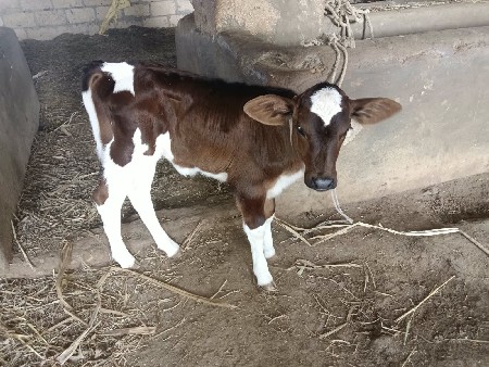 ગાય વેચવાની છે ગીર કોષ છે