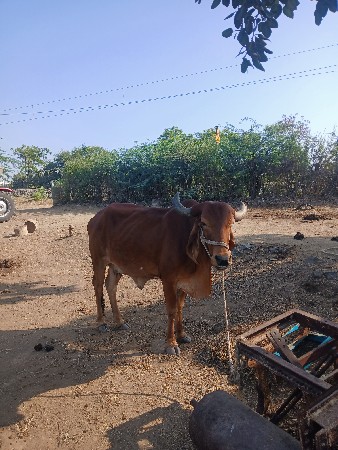 ગાય  વેચવાની છે
