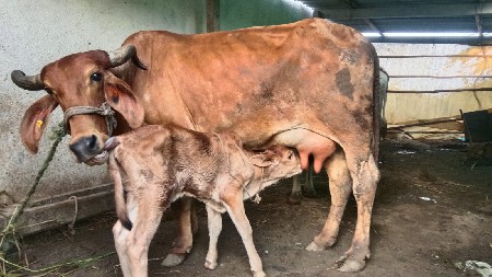 ક્રોસિંગ હોડકી વેચવા ની છે