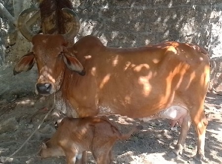 ગાય વેચવાની છે