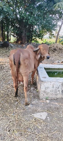 ગાય