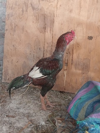લતીબ. ભાઇ.