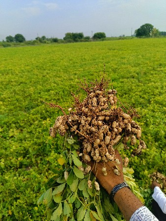 મગફળી 35no.