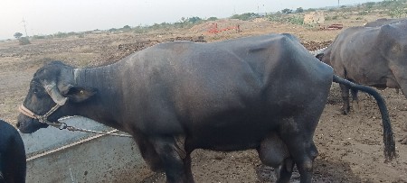 વેચવાની છે