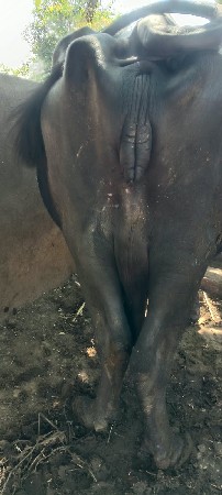 ભેંસ વેચવાની છે