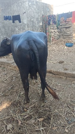 વેચવાની છે ચોથું વેતર