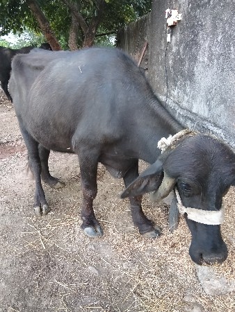 ખડેલી