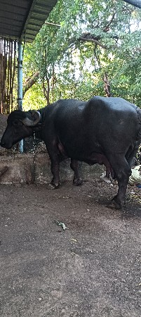 ભેંસ વેચવાની છે
