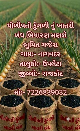 પીળીપતી ડુંગળી નું બિયારણ