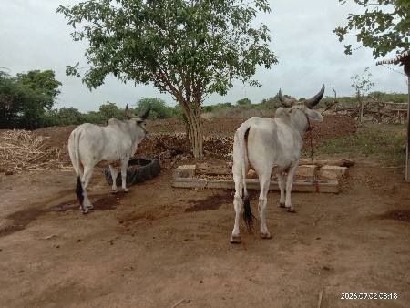 વેચવાના છે છદાતે છે