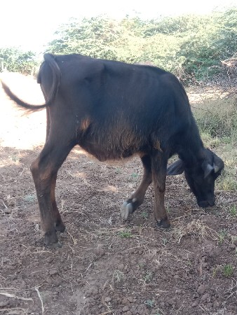 પાડીવેચવાની છે