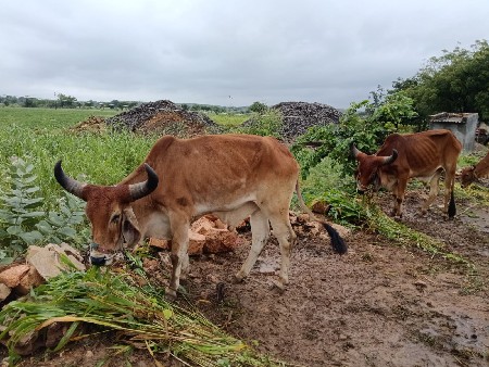 ગોધલા