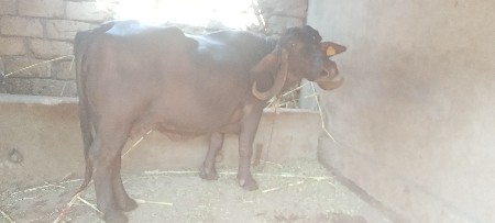 બીજા વેતર ની ખડાઇ ભેસ 20થી25 દીવસ