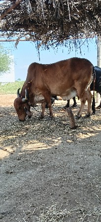 આ ગાય દેવની છે