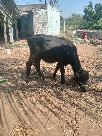 પાડી વેચવાની છે