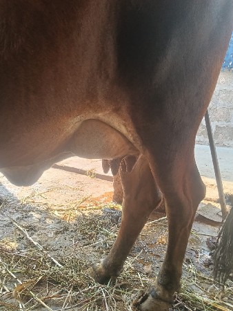 ગાય વેચવાની છે