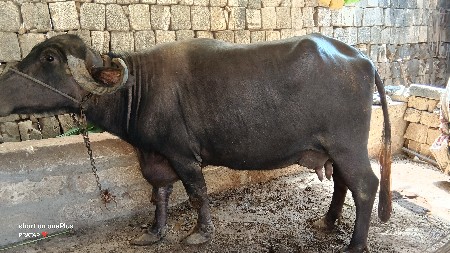 ભેંસ વેચવાની છે