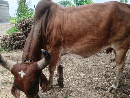 ગાય વેશવાની છે