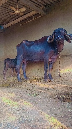 ભેંસ વેચવાની છે