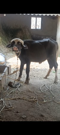 આ પાડી વેચવાની છે