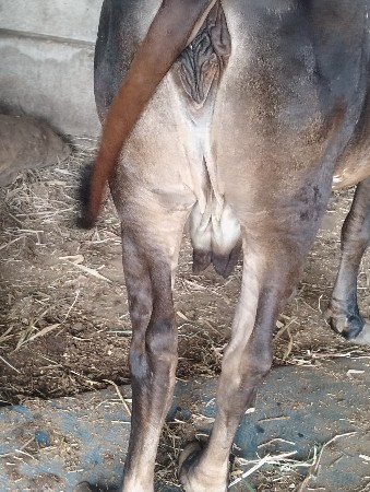 25 દિવસ નિ કાચી સે