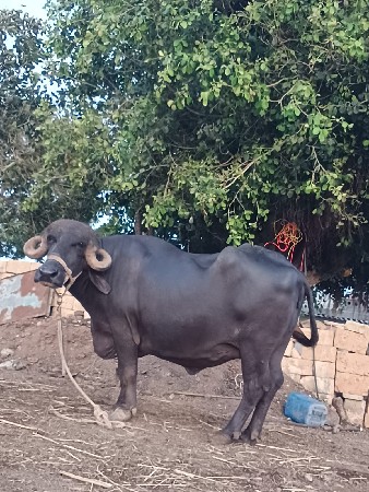 ભેંશ વેચવાની છે