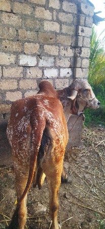 ગીર ગાય વેશાવાની સે