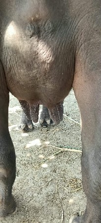 આ ભેંસ વેચવાની છે