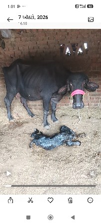 પેલો વેતર ખડેલી વેચવાની છે
