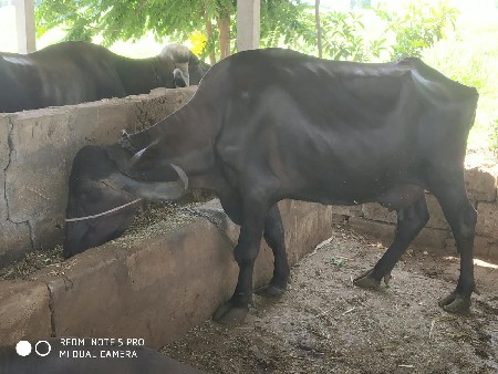 ભેંસ વેચવાની છે