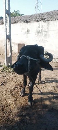 ૪દાતેછે