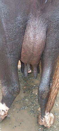 આ ભેંસ વેચવાની છે