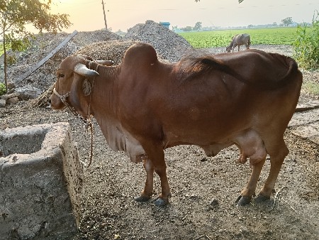 ગાય વેચવાની છે
