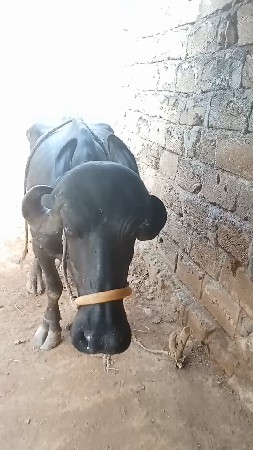 ભેંસ વેચવાની છે
