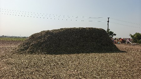 માંડવી નો ભૂકો વેચવાનો છે