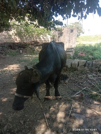 ખડેલી
