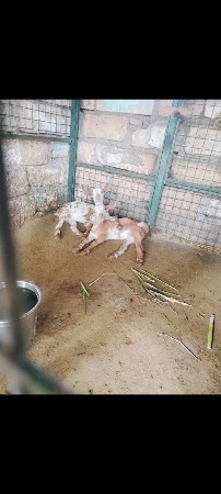 આ બકરીઓ વેચવાની છે ઓરીજનલ બંરબંરી