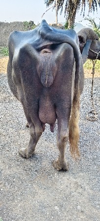 ભેંસ વેચવાની છે