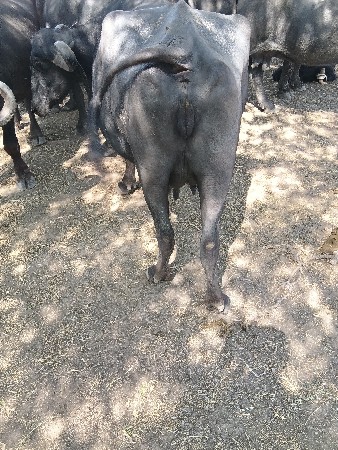 ભેંસ ત્રીજુ વેતર વ્યાસે