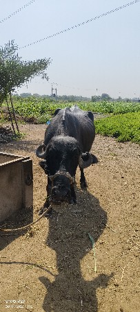 3 ભેશુ વેચવાની છે