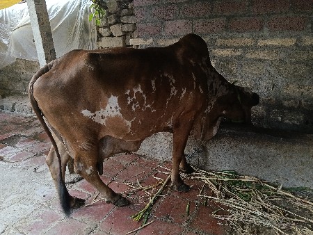 ગાય વેચવાની છે નવ મહિના કારણે છે